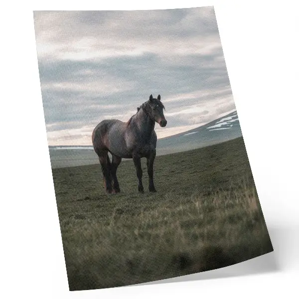Poster paard in de wei met wolken in een harmonieus ochtendlandschap