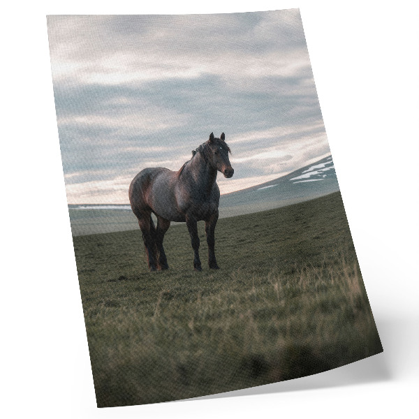 Poster Paard in de wei, wolken, ochtend, harmonie van de natuur