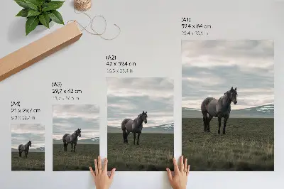 Poster paard in de wei met wolken in een harmonieus ochtendlandschap