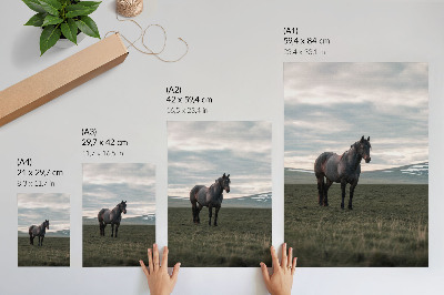 Poster Paard in de wei, wolken, ochtend, harmonie van de natuur