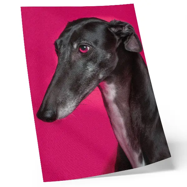 Poster zwart-witte hond op een felroze achtergrond