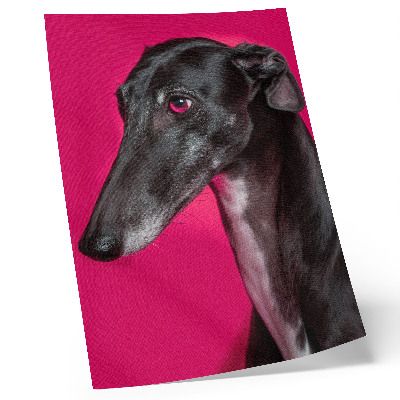 Poster Een zwart-witte hond op een felroze achtergrond.
