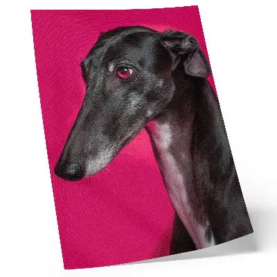 Poster zwart-witte hond op een felroze achtergrond