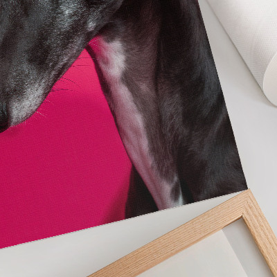 Poster Een zwart-witte hond op een felroze achtergrond.