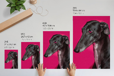 Poster Een zwart-witte hond op een felroze achtergrond.