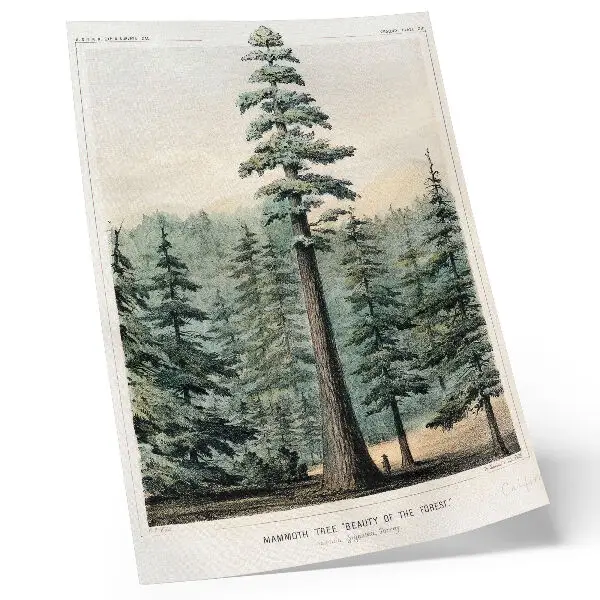 Poster Wellingtonia gigantische boom die hoog boven het omringende bos uittorent met een man aan de voet ervan