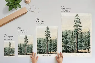 Poster Wellingtonia gigantische boom die hoog boven het omringende bos uittorent met een man aan de voet ervan