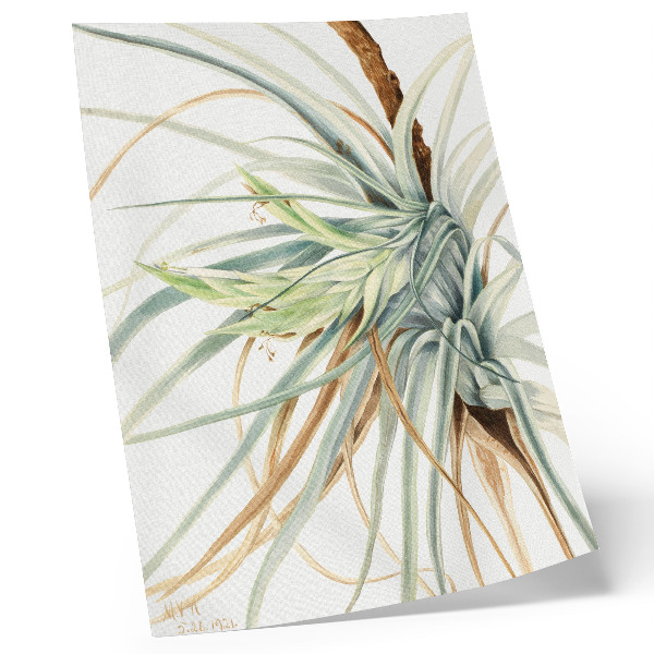 Wandposter Wilde ananas (Tillandsia fasciculata) (1921) door Mary Vaux Walcott