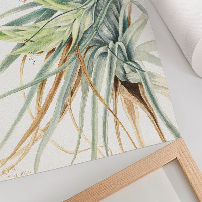 Wandposter Wilde ananas (Tillandsia fasciculata) (1921) door Mary Vaux Walcott