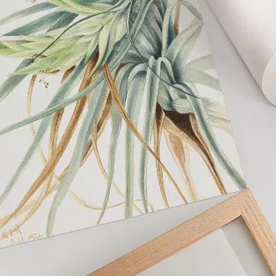 Wandposter Wilde ananas (Tillandsia fasciculata) uit 1921 van Mary Vaux Walcott