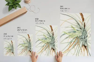 Wandposter Wilde ananas (Tillandsia fasciculata) uit 1921 van Mary Vaux Walcott