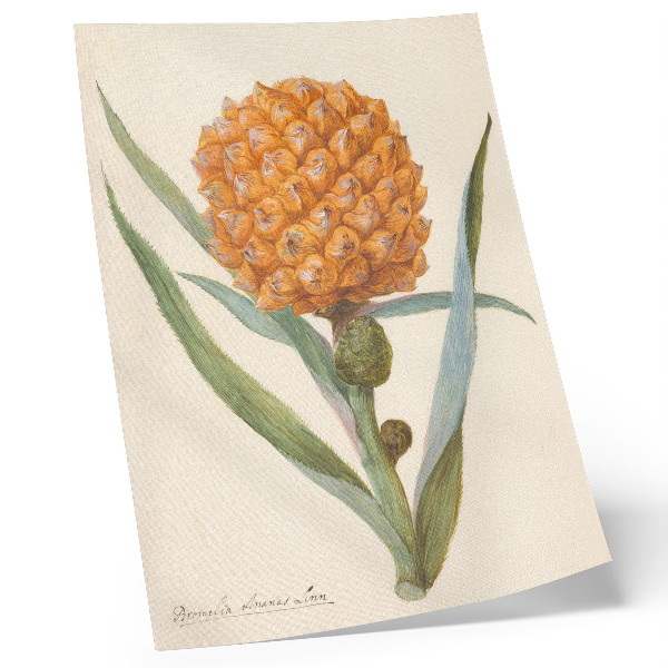 Decoratieve poster Bromelia ananas linn (ca. 1700 - ca. 1749) van een anonieme kunstenaar