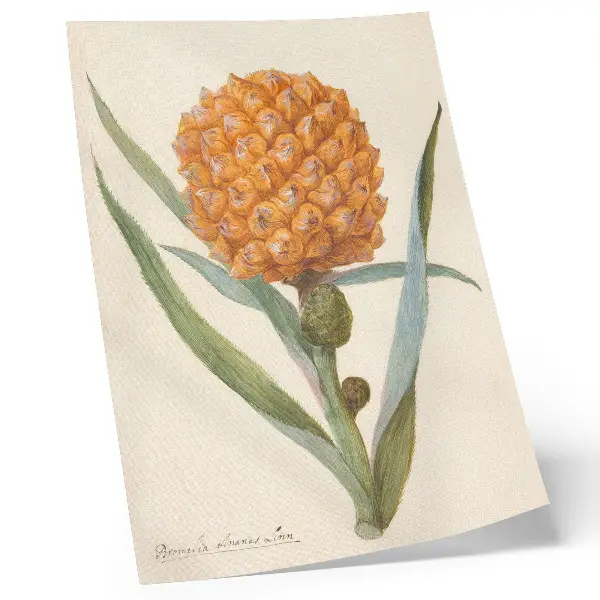 Bromelia ananas linn poster kunstwerk van een anonieme kunstenaar uit ca. 1700 tot 1749