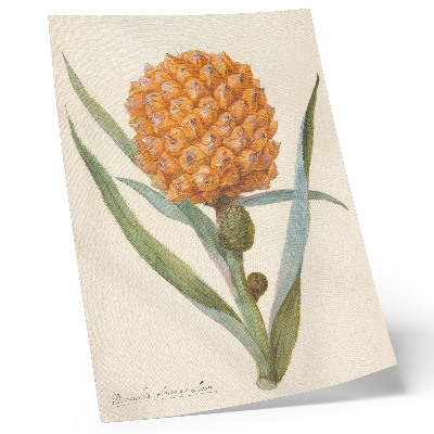 Decoratieve poster Bromelia ananas linn (ca. 1700 - ca. 1749) van een anonieme kunstenaar