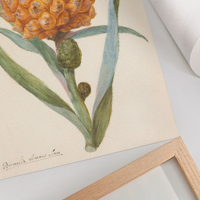 Decoratieve poster Bromelia ananas linn (ca. 1700 - ca. 1749) van een anonieme kunstenaar