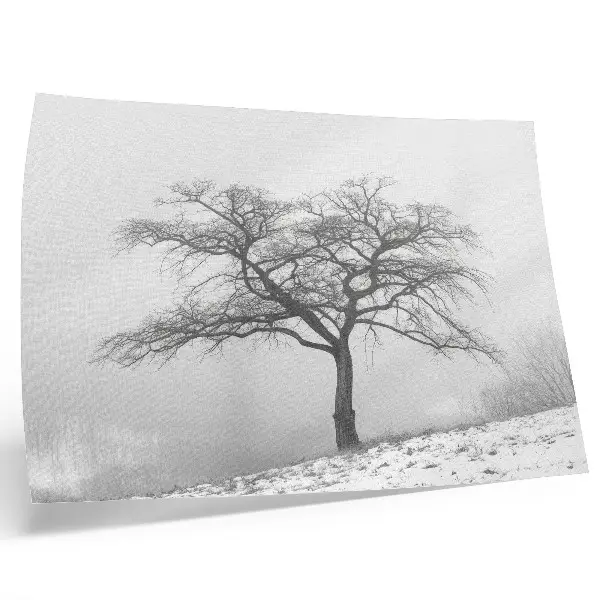Poster eenzame boom in de winter die vrede, minimalisme en harmonie uitstraalt