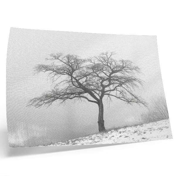 Poster Eenzame boom winter vrede minimalisme harmonie