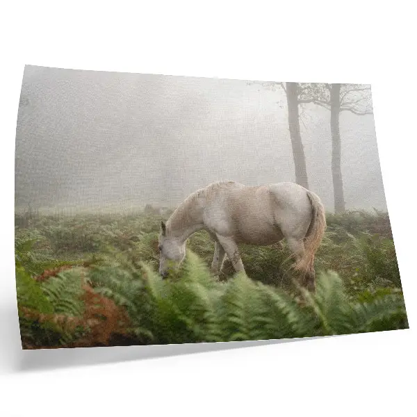 Stijlvolle wandposter paard in een mistig bos met varens