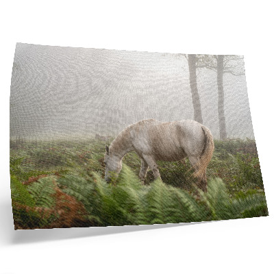 Stijlvolle wandposter Een paard tegen een achtergrond van varens in een mistig bos.