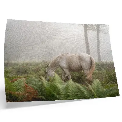 Stijlvolle wandposter paard in een mistig bos met varens