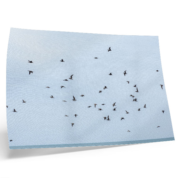 Poster Een zwerm vogels boven de blauwe zee