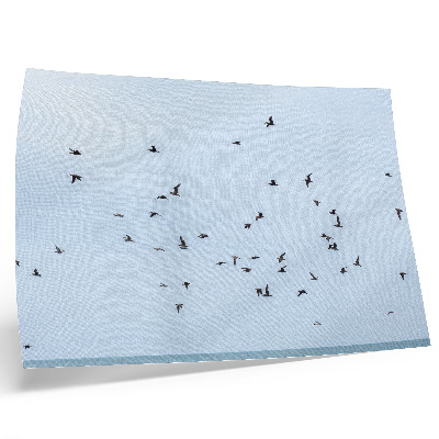 Poster Een zwerm vogels boven de blauwe zee