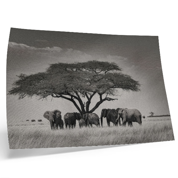 Moderne decoratieve poster Olifanten onder een boom in de Afrikaanse savanne.