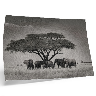 Moderne decoratieve poster Olifanten onder een boom in de Afrikaanse savanne.