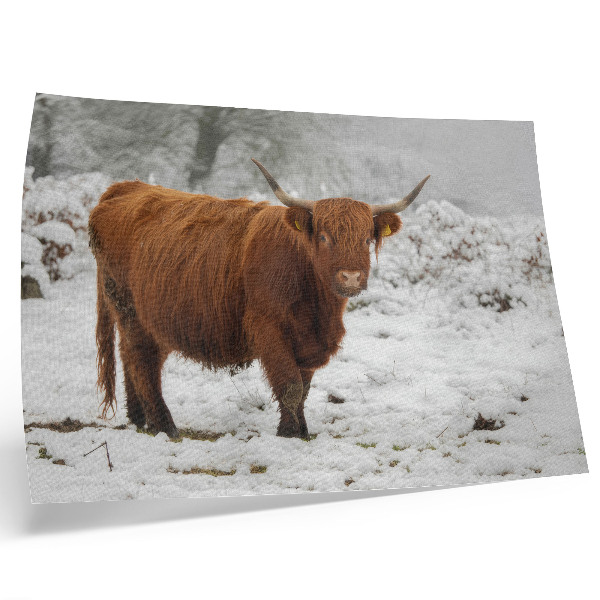 Moderne decoratieve poster Schotse koe in een besneeuwd landschap