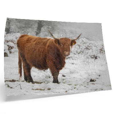 Moderne decoratieve poster Schotse koe in een besneeuwd landschap