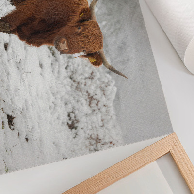 Moderne decoratieve poster Schotse koe in een besneeuwd landschap