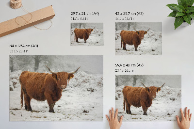 Moderne decoratieve poster Schotse koe in een besneeuwd landschap