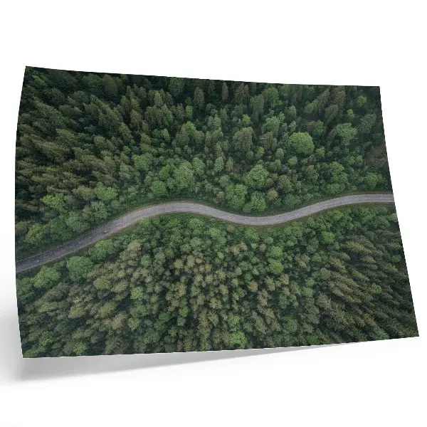 Wandposter met een vredig kronkelend bospad in het groen