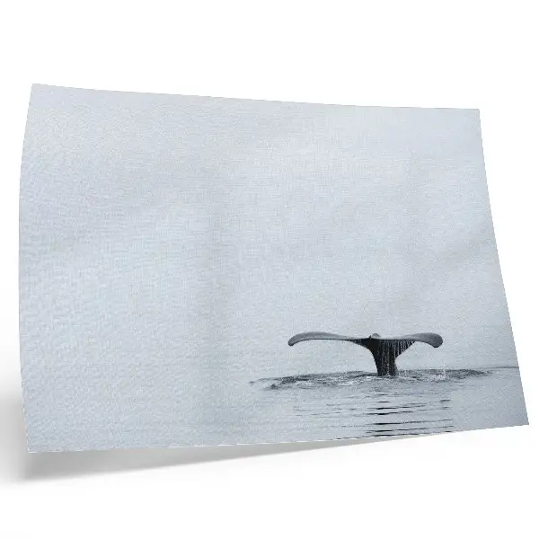 Wandposter Walvisstaart boven water minimalisme en harmonie