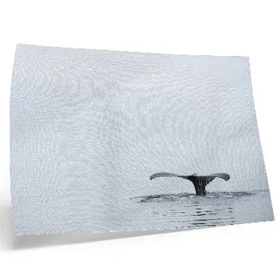 Wandposter Walvisstaart boven water minimalisme en harmonie