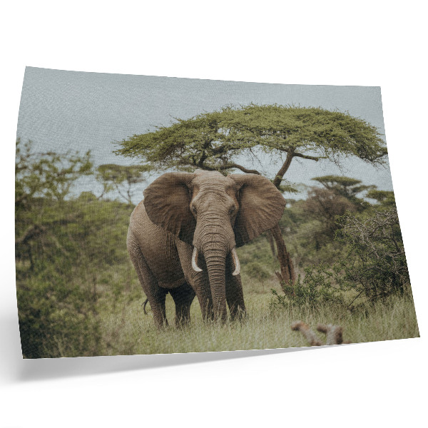 Stijlvolle wandposter Een olifant tegen de achtergrond van een groene savanne.