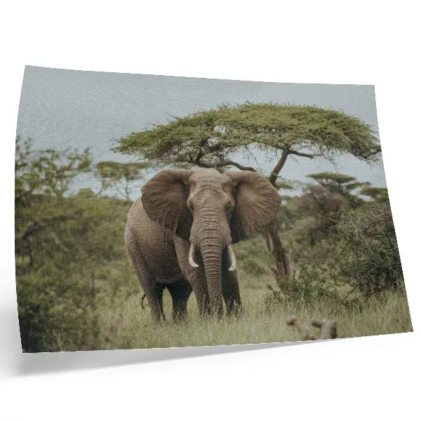 Wandposter olifant op de savanne stijlvolle wandposter met een olifant tegen een groene savanne