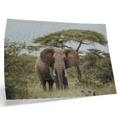 Stijlvolle wandposter Een olifant tegen de achtergrond van een groene savanne.