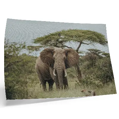 Wandposter olifant op de savanne stijlvolle wandposter met een olifant tegen een groene savanne