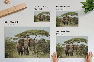 Stijlvolle wandposter Een olifant tegen de achtergrond van een groene savanne.