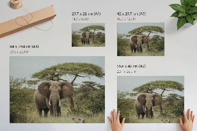Wandposter olifant op de savanne stijlvolle wandposter met een olifant tegen een groene savanne