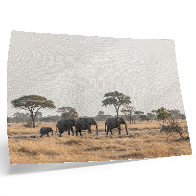 Stijlvolle wandposter Olifanten op de Afrikaanse savanne tussen de bomen