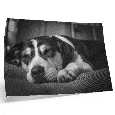 Poster Schattige hond die op een kussen slaapt