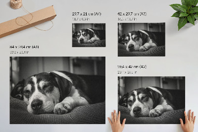 Poster Schattige hond die op een kussen slaapt