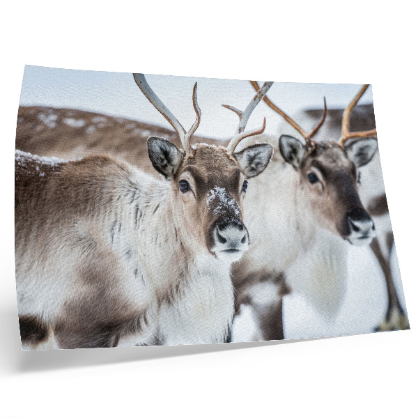 Stijlvolle wandposter Rendieren met natuurlijke geweien, harmonieus winterlandschap