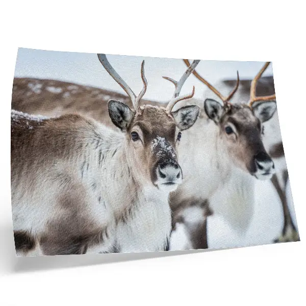 Stijlvolle wandposter rendieren met natuurlijke geweien in een harmonieus winterlandschap