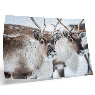 Stijlvolle wandposter Rendieren met natuurlijke geweien, harmonieus winterlandschap