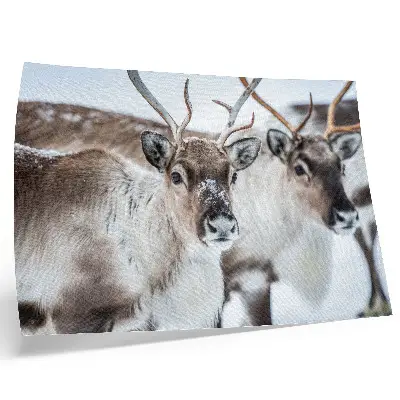 Stijlvolle wandposter rendieren met natuurlijke geweien in een harmonieus winterlandschap