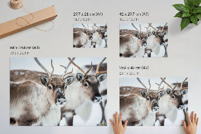 Stijlvolle wandposter Rendieren met natuurlijke geweien, harmonieus winterlandschap