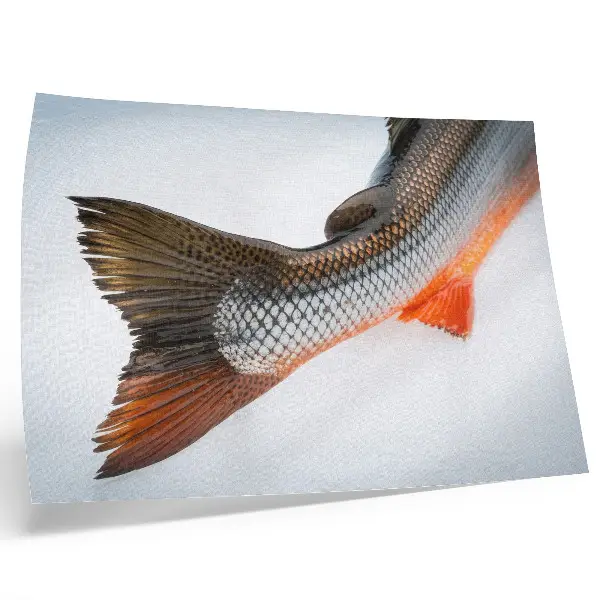 Moderne decoratieve poster met natuurlijke schubben in dynamische kleuren